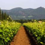 Bolgheri: Classic Wine Tasting with Winery Tour - The Guided Walk Through the Winery and Cellars