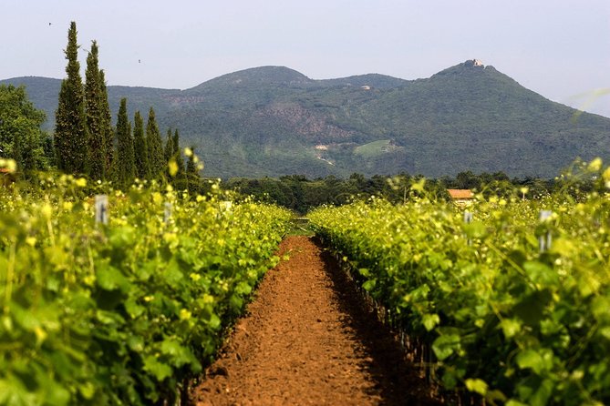 Bolgheri: Classic Wine Tasting with Winery Tour - The Guided Walk Through the Winery and Cellars