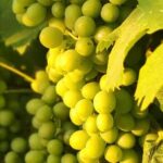 Bolgheri: Guided Walking Tour of the Village - Visiting Bolgheri’s Main Attractions and Architectural Highlights