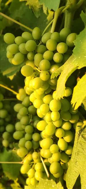 Bolgheri: Guided Walking Tour of the Village - Visiting Bolgheri’s Main Attractions and Architectural Highlights