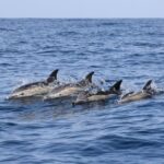 Bonadea II Ecological Whale Watching, 2 hours - Navigating the Teno-Rasca Conservation Zone for Marine Life