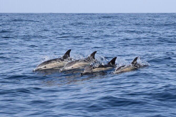 Bonadea II Ecological Whale Watching, 2 hours - Navigating the Teno-Rasca Conservation Zone for Marine Life