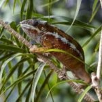 Bordano: Butterfly House Entry Ticket - Discovering the Butterfly Life Cycle at 4 Lives, 1,000 Stories