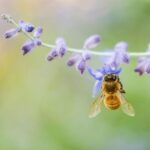 Bosa: discover the products of the beehive - Beekeeping and Hive Insights in Flussio