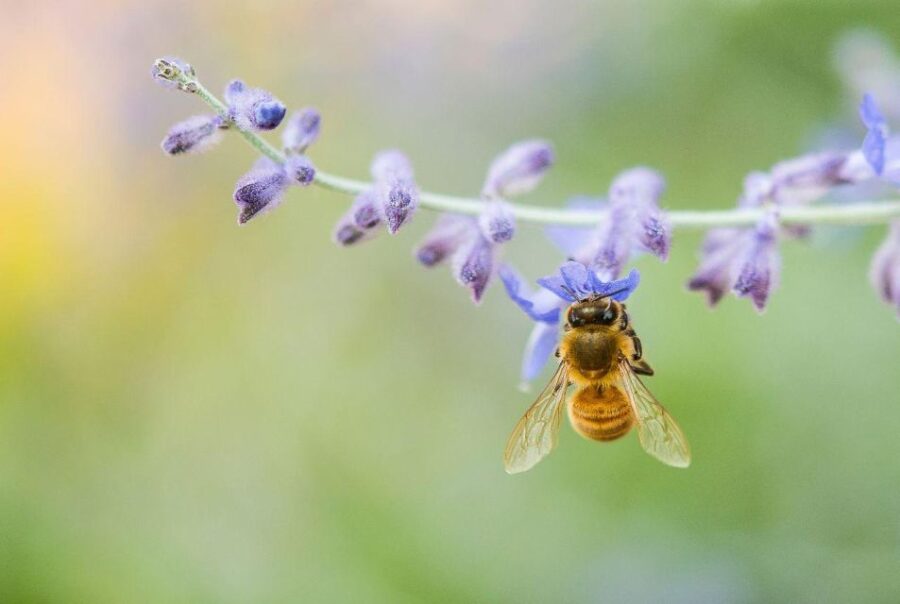 Bosa: discover the products of the beehive - Beekeeping and Hive Insights in Flussio
