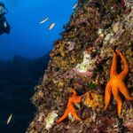 Bosa Diving Baptism - The Location: Bosa Marina Diving Center in Sardinia