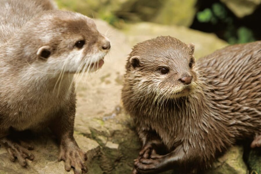 Bournemouth Oceanarium Ticket - Booking, Cancellation, and Flexibility Options