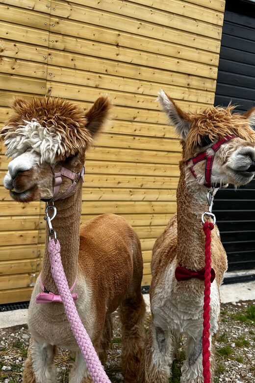Brackenfield: Alpaca Trek - The Scenic Setting of Amber Valleys Farm