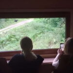 Braov: 4-Hour Bear Watching Tour in Carpathian Mountains - From Braov to the Forest: Easy Transportation and Meeting Arrangements