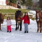 Braov: Horseback Riding Experience - Convenient Pickup and Transportation to Poiana Braov