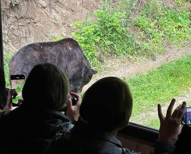 Brasov: Bear Watching in the Wild (From a Hideout) - From Brasov’s Old Town to the Transylvanian Forest