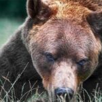 Brasov: Bears Sanctuary, Rasnov Fortress, Bran Castle GUIDED Tour - Encountering Bran Castle, Dracula’s Fortress