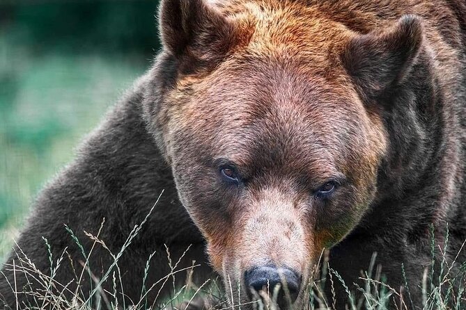 Brasov: Bears Sanctuary, Rasnov Fortress, Bran Castle GUIDED Tour - Encountering Bran Castle, Dracula’s Fortress