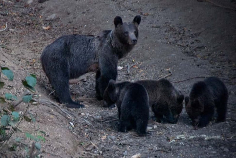 Brasov: Brown Bear & Wildlife Watching - From the Old Town to the Forest Observation Hide