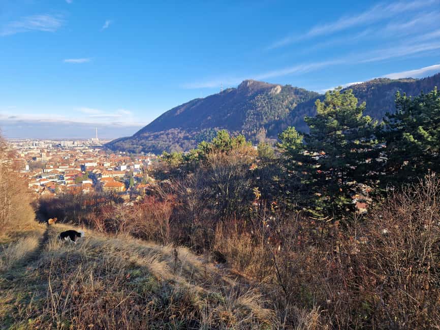 Brasov: Peles Castle, Bran Castle & Belvedere Viewpoint - Exploring Bran Castle and Its Medieval Origins