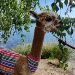 Braunschweig: Alpaca Trekking Tour - The Charm of Braunschweig’s Alpaca Farm