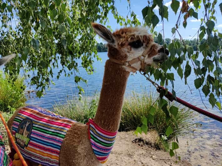 Braunschweig: Alpaca Trekking Tour - The Charm of Braunschweig’s Alpaca Farm