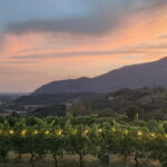 Brescia: Day trip to Botticino, new historical winetasting - The Unique Vintage Estate of Botticino