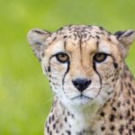 Bristol: Bristol Zoo Project Entry Ticket - Exploring the Conservation Exhibits at Bristol Zoo