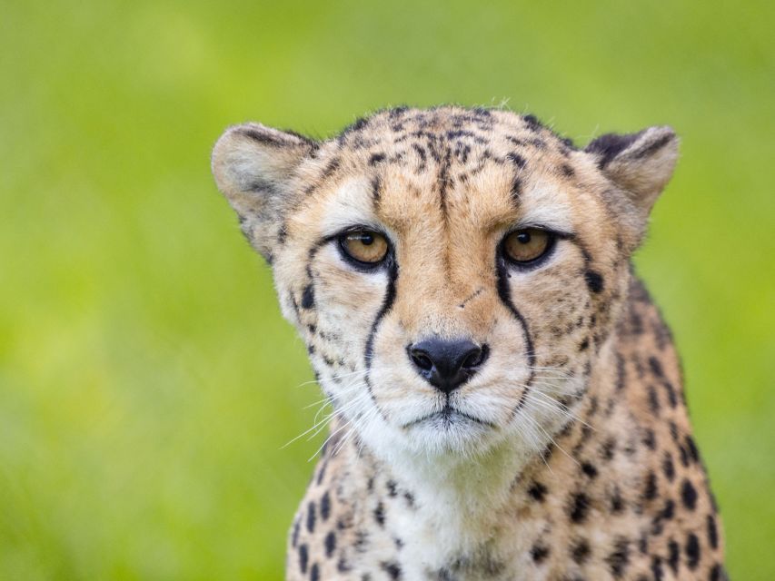 Bristol: Bristol Zoo Project Entry Ticket - Exploring the Conservation Exhibits at Bristol Zoo