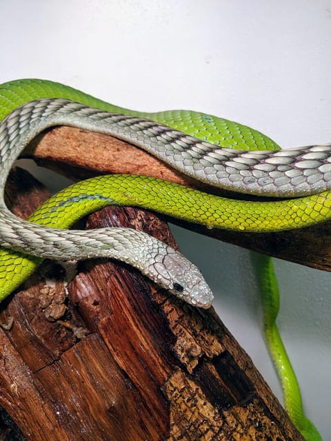 Bristol: Venomous Snake Tour with Reptile Photo - The Croc Cafe and the Guided Tour Experience