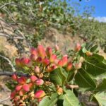 Bronte: Pistachio Grove Tour with Visit and Tasting - The Giant Pistachio: A Photo Opportunity and Symbol