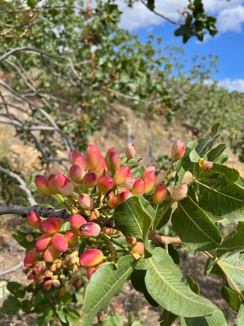 Bronte: Pistachio Grove Tour with Visit and Tasting - The Giant Pistachio: A Photo Opportunity and Symbol