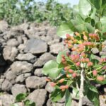 Bronte: Tour e degustazione nelle piantagioni di pistacchi - Exploring the Heart of Pistachio Cultivation in Bronte