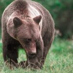 Brown Bear Sanctuary Tour from Brasov Entrance Ticket Guaranteed - Meet the Guide: Knowledgeable and Friendly