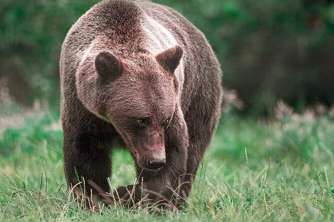 Brown Bear Sanctuary Tour from Brasov Entrance Ticket Guaranteed - Meet the Guide: Knowledgeable and Friendly