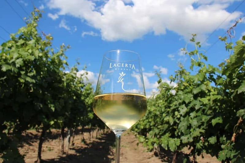 Bucharest: Taste the Magic of Wine in Romanias Tuscany - From Bucharest to Romania’s Tuscany: Dealul Mare