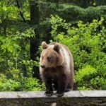 Bucharest: Top Gear Road - Transfgran Highway Day Trip - Visiting Vidraru Dam: Romania’s Architectural Gem