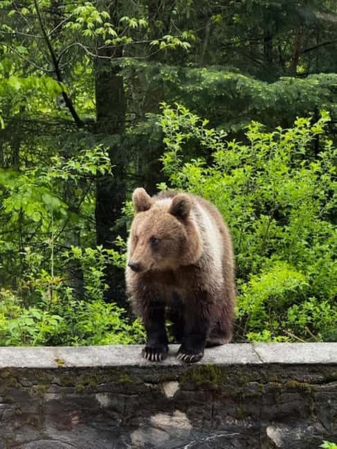 Bucharest: Top Gear Road - Transfgran Highway Day Trip - Visiting Vidraru Dam: Romania’s Architectural Gem