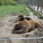 Budapest: Transport & Guided Tour of Bear and Wolf Sanctuary - Exploring the Bear and Wolf Sanctuary