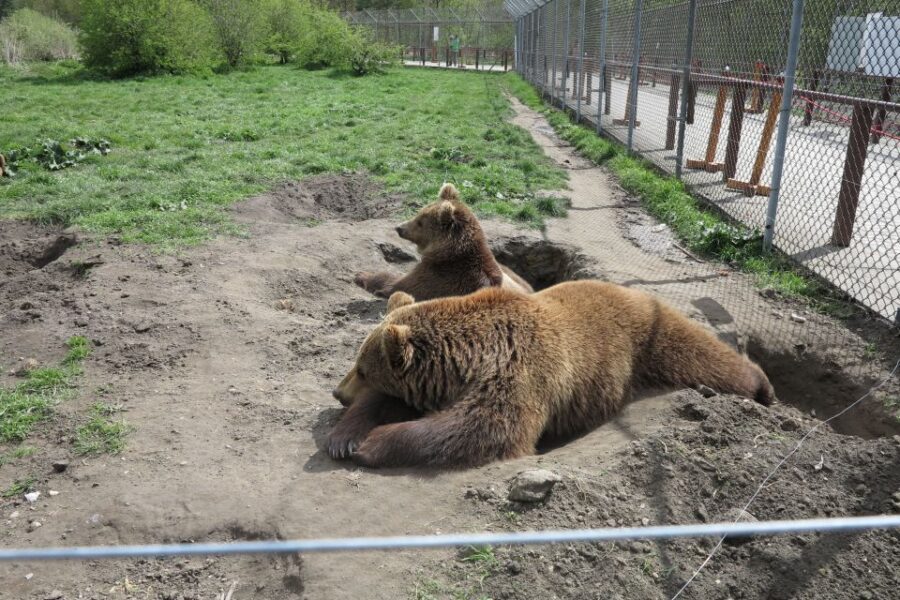 Budapest: Transport & Guided Tour of Bear and Wolf Sanctuary - Exploring the Bear and Wolf Sanctuary