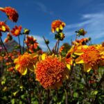 Bulb region: Dahlias Bicycle Tour - Cycling Past Traditional Windmills and Waterways