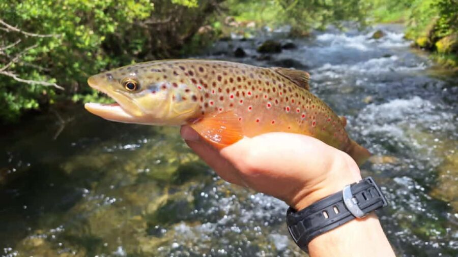 Bulgaria: Guided Fly Fishing Day Trip - Exploring Bulgaria’s Trout Waters with a Certified Guide