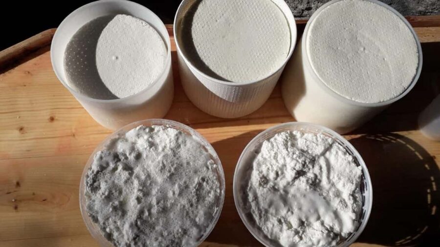 Burgos: Sardinian pecorino cheese workshop - Tasting Local Products and Beverages