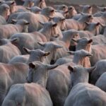 Burgos: sheep shearing experience - Central Sardinian Farm Scene in Burgos