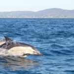 Cabanas de Tavira: Dolphin Watching Boat Tour - Navigating the Waters of Ria Formosa
