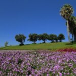 Cabo Girão Sea Cliff and Mountains 4WD Experience - Starting Point at Cristiano Ronaldo Statue in Funchal