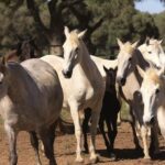Cadiz: Andalusian Horses and Bulls Country Show - Watching the Brave Torrestrella Bulls in Action