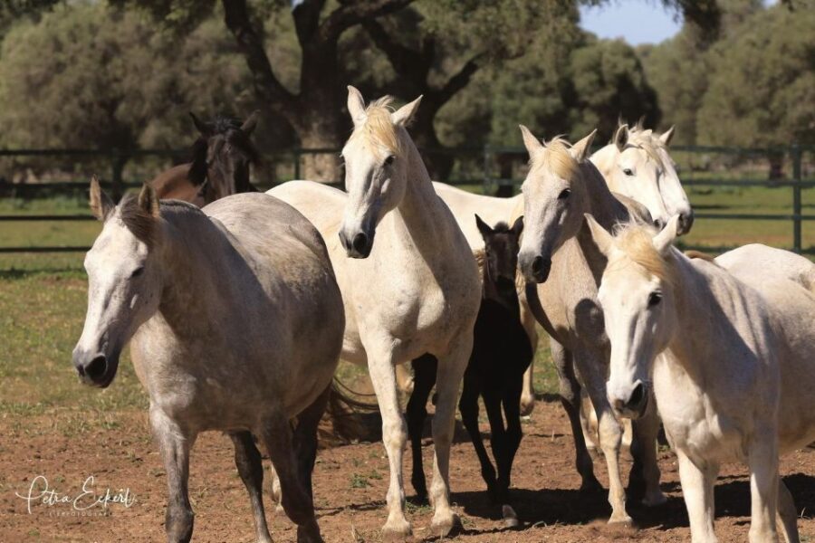 Cadiz: Andalusian Horses and Bulls Country Show - Watching the Brave Torrestrella Bulls in Action