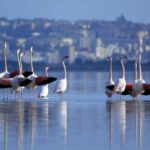 Cagliari: EcoSafari Flamingos Tour in Molentargius Park - Discovering Fossil Beaches of Is Arenas
