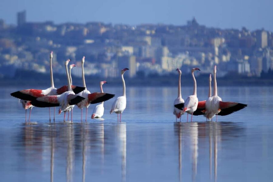 Cagliari: EcoSafari Flamingos Tour in Molentargius Park - Discovering Fossil Beaches of Is Arenas