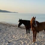 Cagliari: horseback riding with sunrise dive - The Scenic Setting of Flumini Beach