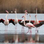 Cagliari: Molentargius Natural Park Segway Tour with Coffee - The Highlights of Cagliari’s Historic and Natural Landmarks