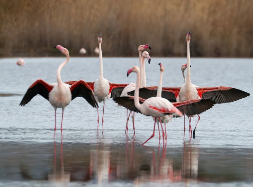 Cagliari: Molentargius Natural Park Segway Tour with Coffee - The Highlights of Cagliari’s Historic and Natural Landmarks