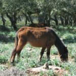 Cagliari: Su Nuraxi Barumini Unesco & Giara Horses 4h Tour - Exploring the Su Nuraxi di Barumini Archaeological Site