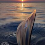 Cala Ratjada: Stand Up Paddle Sunrise Tour - Starting Point at Cala Agulla Roundabout with Flexible Timing